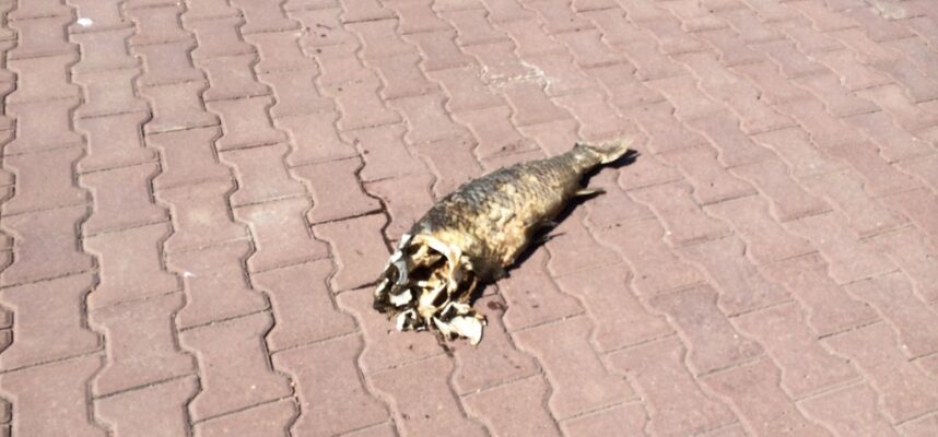 мертвая рыба на тротуаре