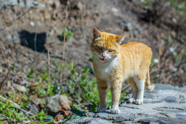 тбилиси кот
